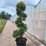 Spiraal conifeer, Tuin en Terras, Bloeit niet, Halfschaduw, Overige soorten, 100 tot 250 cm