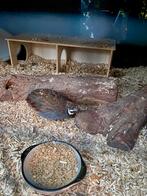 Chinese dwergkwartel, haantje, Dieren en Toebehoren, Pluimvee, Mannelijk, Overige soorten