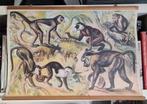 antieke schoolplaat met primaten/aap-achtigen, Antiek en Kunst, Ophalen of Verzenden, Natuur en Biologie