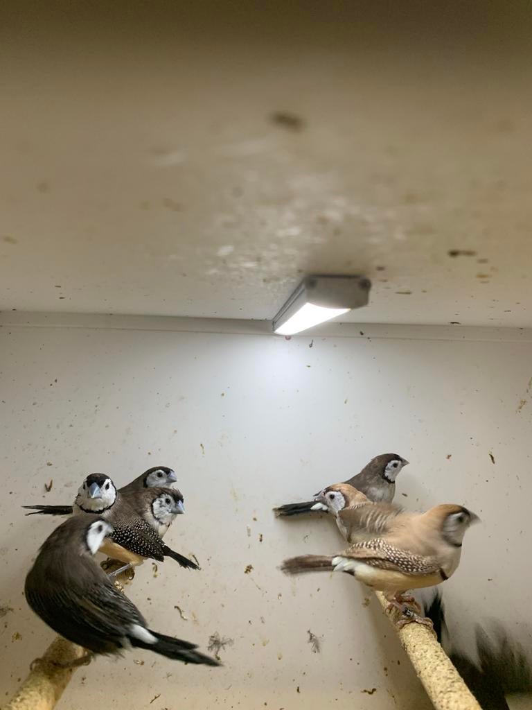 bicheno asstrilde, Dieren en Toebehoren, Vogels | Overige Vogels, Meerdere dieren