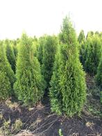 Thuja smaragd, Ophalen of Verzenden, Conifeer, 100 tot 250 cm