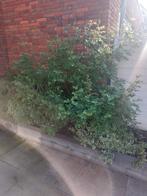 Planten gratis, Ophalen