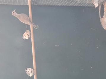 Bichenows en bonte diamantduiven  beschikbaar voor biedingen