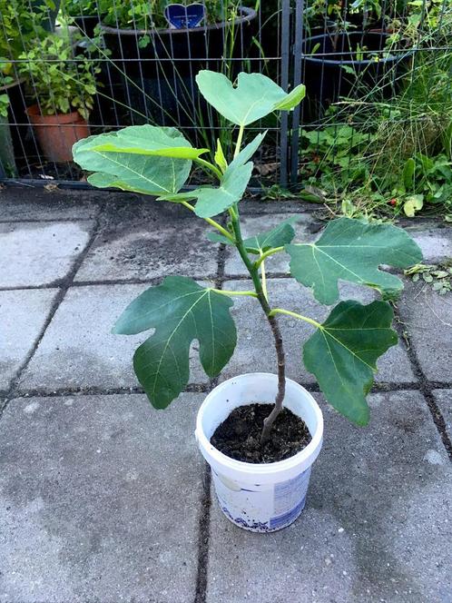 Vijgenboompje met vijgen, Tuin en Terras, Planten | Fruitbomen, Vijgenboom, Minder dan 100 cm, Volle zon, Zomer, Ophalen