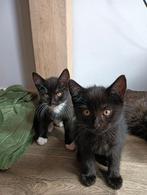 2 kittens/ katertjes te koop, Dieren en Toebehoren, Katten en Kittens | Overige Katten, Kater, 0 tot 2 jaar