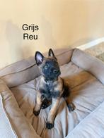 Mechelse herder pups, Dieren en Toebehoren, België, Fokker | Hobbymatig, Rabiës (hondsdolheid), 8 tot 15 weken