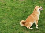 Shiba Inu (dekreu), Parvo, Reu, Eén hond, 3 tot 5 jaar