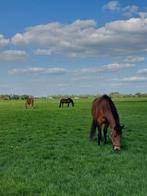 Rusthuis/pensioenstal plek v. 2 ruinen!!, Dieren en Toebehoren, Weidegang, 2 of 3 paarden of pony's