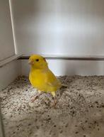 Kanaries geel, Dieren en Toebehoren, Vogels | Kanaries, Meerdere dieren, Kleurkanarie