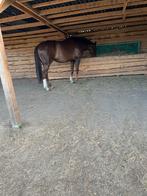 Plek vrij kleinschalige pensionstal apeldoorn, Dieren en Toebehoren, Stalling en Weidegang, Weidegang, 1 paard of pony