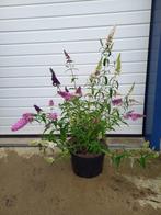 3 kleurige vlinderstuik grote planten voor €19,95, Ophalen, Zomer, Overige soorten, Volle zon