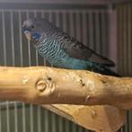 Blackface/Blackwing BFBW koppel, Meerdere dieren, Parkiet, Geringd