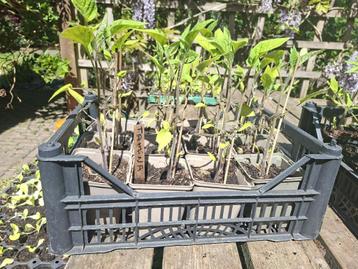 Tomatenplanten, biologisch, resistent tegen aardappelziekte beschikbaar voor biedingen