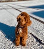 Allerliefste dekreu Bear! NIET TE KOOP, Dieren en Toebehoren, Honden | Dekreuen, Particulier, Rabiës (hondsdolheid), Reu, 1 tot 2 jaar
