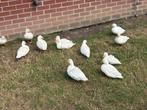 Jonge bijna volgroeide kwakers te koop, Dieren en Toebehoren, Pluimvee, Kip