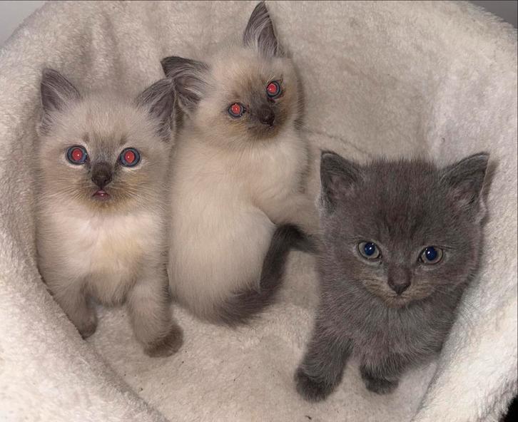 Raskittens britse korthaar, Dieren en Toebehoren, Katten en Kittens | Overige Katten, Kater