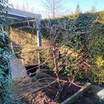 Druif, blauw, Overige soorten, Volle zon, Ophalen of Verzenden, 100 tot 250 cm