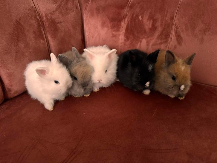Teddy dwerg konijntjes, Dieren en Toebehoren, Konijnen, Dwerg, Mannelijk, 0 tot 2 jaar