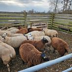 21 drachtig  ooien  texelaar,  te koop, Vrouwelijk, Schaap