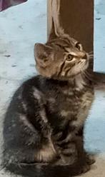 Tijger kitten, Dieren en Toebehoren, Katten en Kittens | Raskatten | Korthaar, Kater