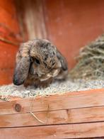 Lief rammetje zoekt nieuw huis, Dieren en Toebehoren, Konijnen, Mannelijk, Dwerg