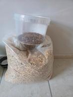 Kippevoer plus extra spullen, Meerdere dieren, Kip