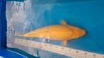 Karashigoi 76cm Yagenji, Dieren en Toebehoren, Vissen | Vijvervissen, Karper of Koi