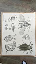 Oude schoolplaat, Antiek en Kunst, Ophalen of Verzenden, Natuur en Biologie