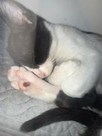 Boy portuguese kitten, Dieren en Toebehoren, Katten en Kittens | Overige Katten, Kater, Kortharig, 0 tot 2 jaar