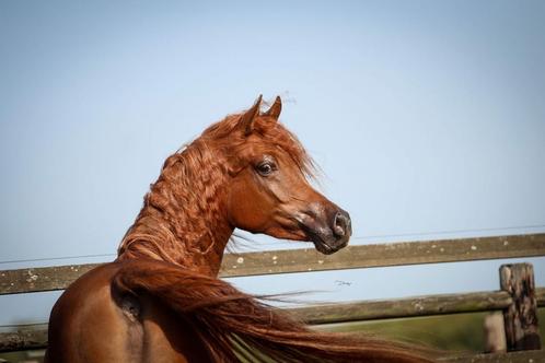 Grote arabisch volbloed 2021 vos ruin, Dieren en Toebehoren, Paarden, Ruin, Niet van toepassing, Minder dan 160 cm, 3 tot 6 jaar