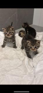 2 kittens 2 katertjes te koop, Dieren en Toebehoren, Katten en Kittens | Raskatten | Korthaar, Kater