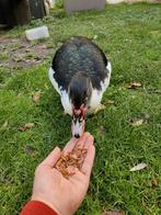 Muskuseendjes zoeken liefdevol thuis, Meerdere dieren, Eend