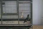 kuif maina, Dieren en Toebehoren, Vrouwelijk, Tropenvogel, Geringd
