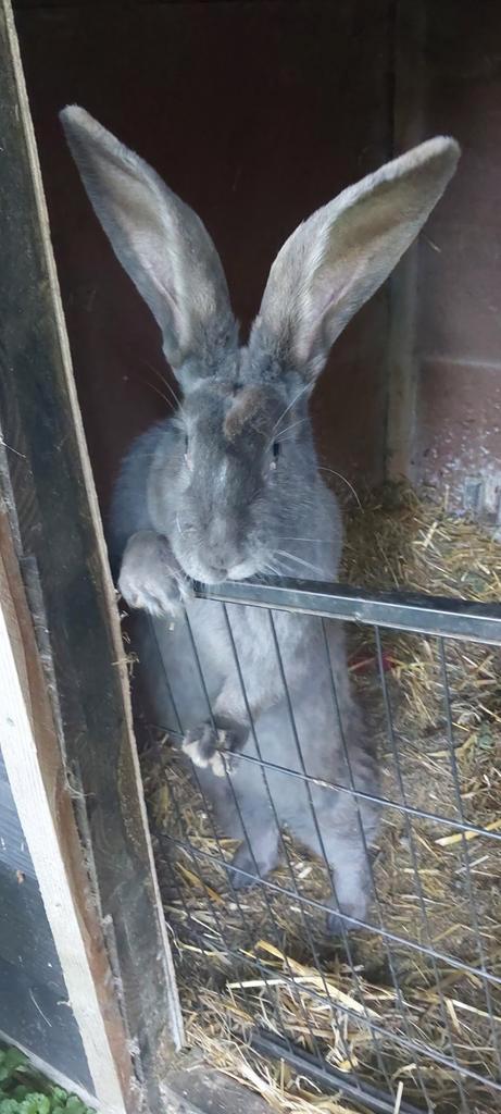 Prachtige Franse Hangoor dame van 2, Dieren en Toebehoren, Konijnen, Groot, Vrouwelijk, Hangoor