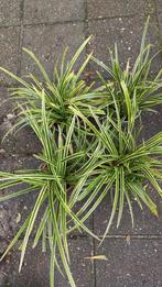 Japanse zegge, Ophalen