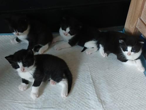 4 super schattige kittens., Dieren en Toebehoren, Katten en Kittens | Overige Katten, Meerdere dieren