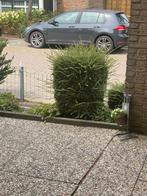 Kubus buxus 3 stuks, Ophalen, Buxus, Minder dan 100 cm