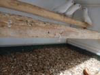 Agapornis rosecolie, Dieren en Toebehoren, Vogels | Parkieten en Papegaaien, Geslacht onbekend, Dwergpapegaai of Agapornis