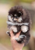 Pomeriaan | Pomeranian | Puppy | Teefje | Stamboom | Beertje, Dieren en Toebehoren, Honden | Poolhonden, Keeshonden en Oertypen