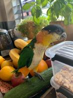 Zwartkop caiques , supertam en bekwaam om te verhuizen., Dieren en Toebehoren, Vogels | Parkieten en Papegaaien, Meerdere dieren
