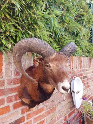 Opgezette kop moeflon taxidermy opgezet hert gewei schedel beschikbaar voor biedingen
