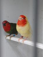 Koppel roodkop papagaai amadines, Dieren en Toebehoren, Vogels | Overige Vogels, Meerdere dieren, Tropenvogel