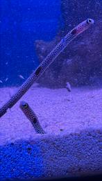 Gevlekte Buisaal, Vis, Zoutwatervis, Schoolvis