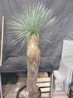 Yucca linearifolia ssp.Saltillo 7, 190 cm, stam 75 cm, Tuin en Terras, Planten | Tuinplanten, Vaste plant, Overige soorten, Ophalen