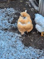 Kippen te koop, Dieren en Toebehoren, Vrouwelijk, Kip