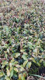 Volle grond plantgoed Portugese laurier, Tuin en Terras, Ophalen, Laurier, Haag, Minder dan 100 cm