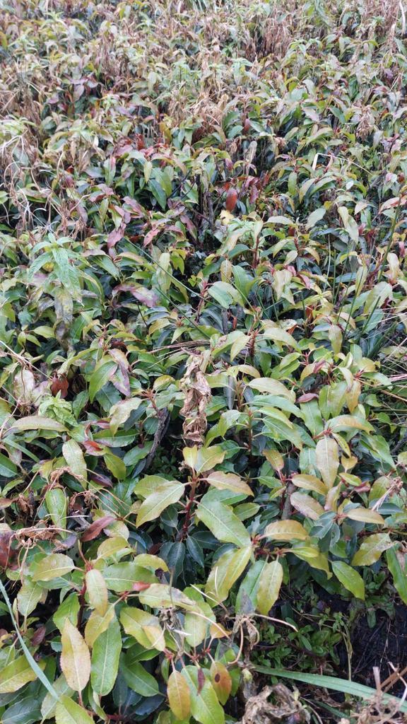 Volle grond plantgoed Portugese laurier, Tuin en Terras, Planten | Struiken en Hagen, Haag, Laurier, Minder dan 100 cm, Ophalen