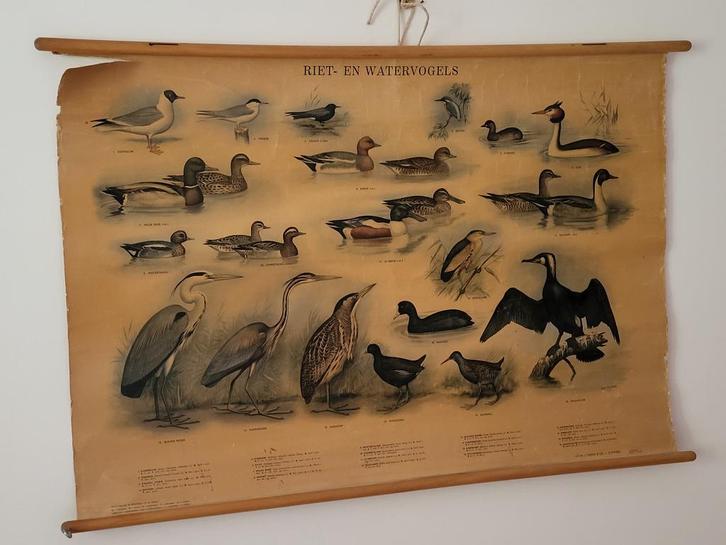 schoolplaat  Riet en watervogels, Antiek en Kunst, Antiek | Schoolplaten, Natuur en Biologie, Ophalen of Verzenden