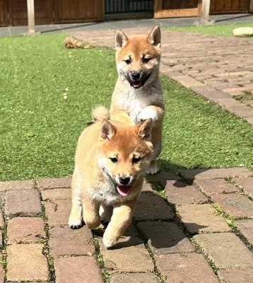 Shiba Inu pups