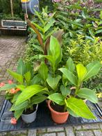 Cana Tuinplanten - Diverse Soorten, Volle zon, Vaste plant, Zomer, Ophalen